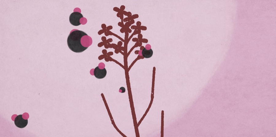 Science animation still from Plant Life