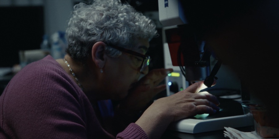 Dr. Chory examining plants under a microscope