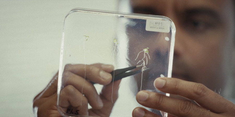 Examining root structure of Arabidopsis thaliana